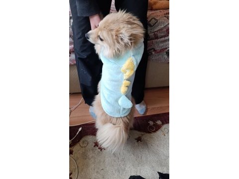 Pomeranian spitz latte kızımıza yuva arıyoruz