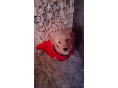 Çok acil golden retriever kızımıza yuva