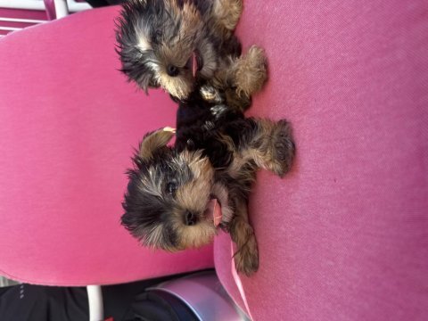 Teacup orjinal yorkshire terrier bebekler