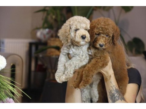 Mükemmel karakterleri ile labradoodle yavrularımız