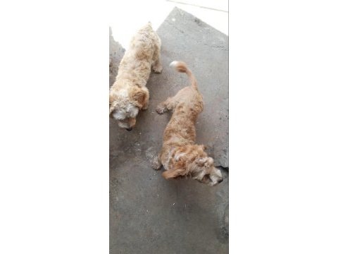 Genç maltipoo dişiler