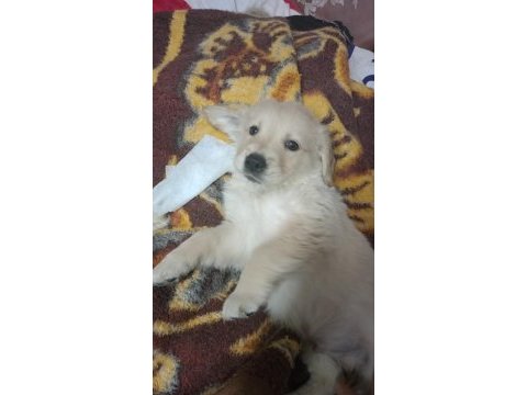 Golden retriever yavru 2 aylık erkek