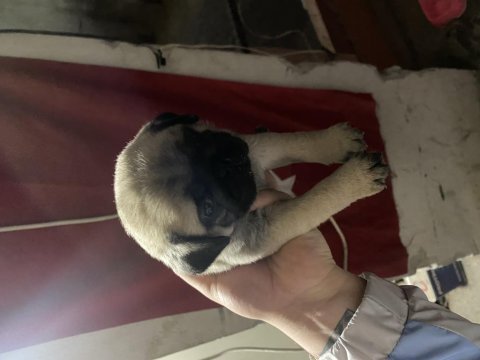 Orjinal safkan pug