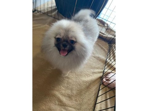 Pomeranian bebekler