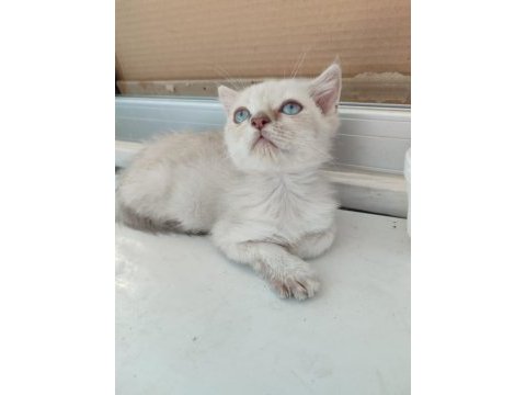 55 günlük british shorthair yavrular