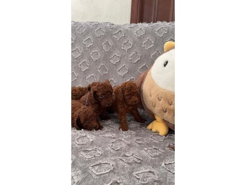 Red brown toy poodle yavrularımız