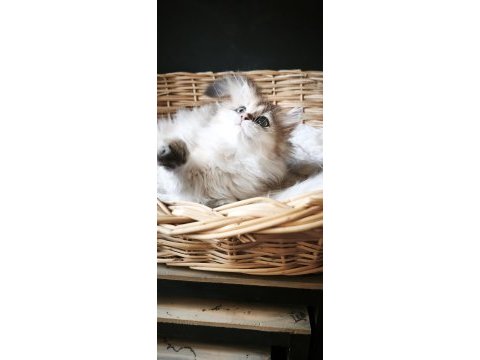 Ny25 dişi british longhair