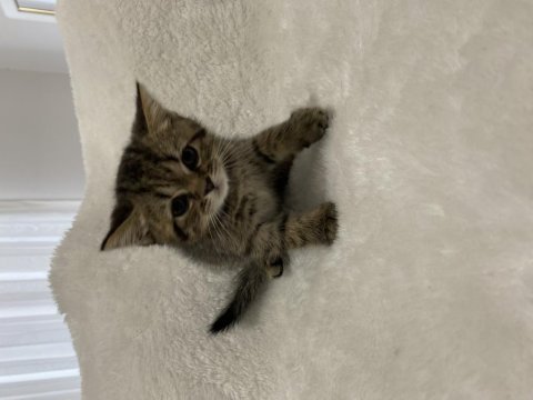 Golden black british shorthair yavru kedimiz