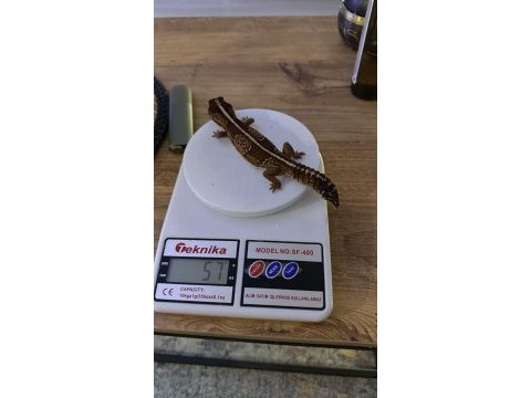 Afridan fat tailed gecko
