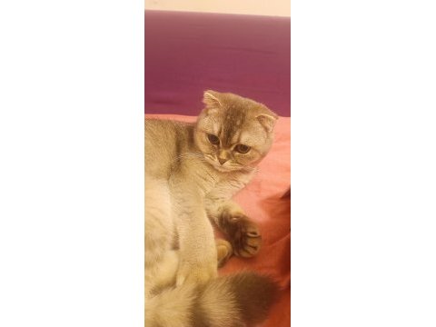 Scottish fold sahibinden 1 yaşındaki kızımız