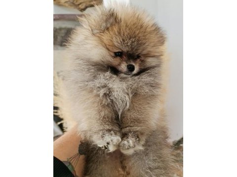 Show kalite pomeranian boo köpeği