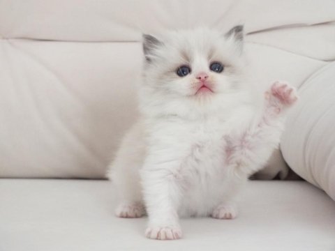 Full şecereli ragdoll yavru kediler