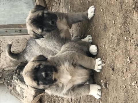 Has kangal yavrular dişi erkek mevcut