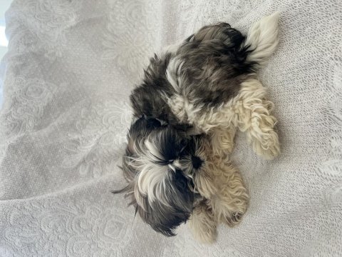 Shih tzu şitsu yavruları a kalite gönderim mevcut