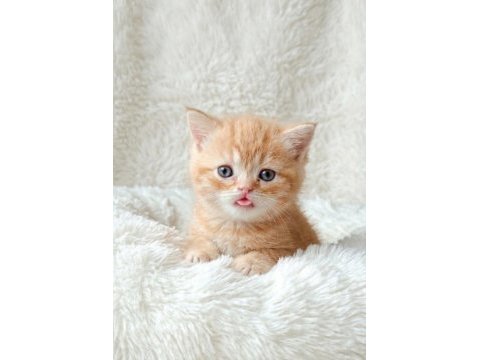 Portakal rengi british shorthair