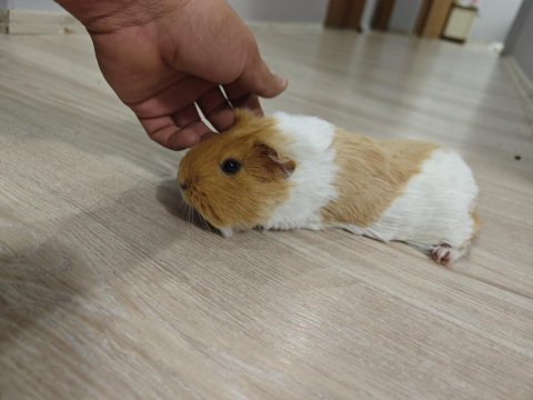 Ginepig erkek