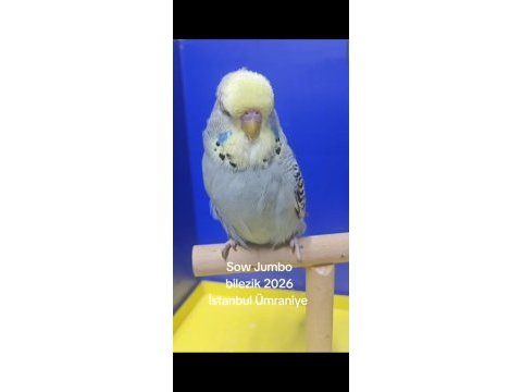 Şov jumbo muhabbet kuşu