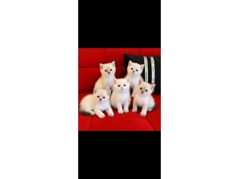 A kalite british shorthair yavrular