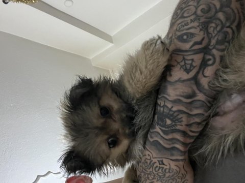 Pomeranian köpeğimiz