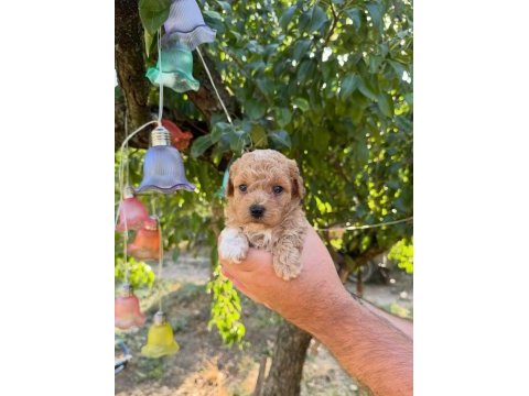Maltipoo babyface yavrularımız