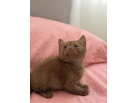 Cinnamon british shorthair