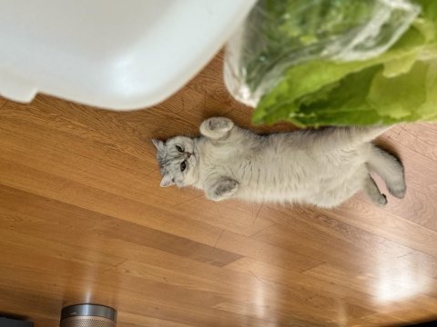 Tatlış pembe burun british shorthair kızım ruby