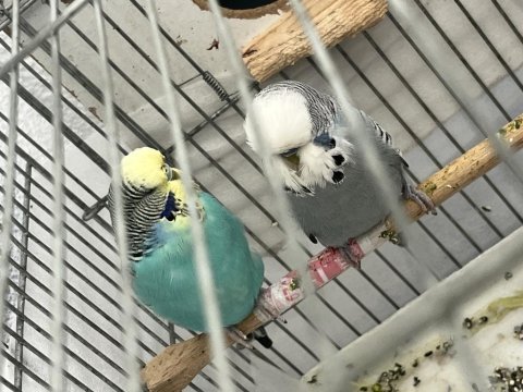 Jumbo takım kafesle veya kafessiz muhabbet kuşlar