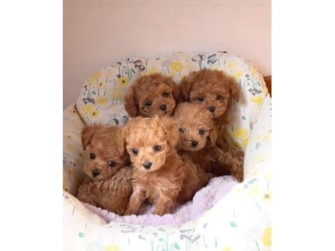 Toy poodle köpeğimiz