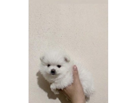 Pomeranian dişi bebeğim