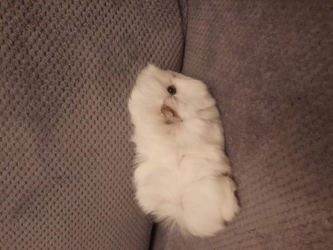 Peruvan ginepig yavrusu