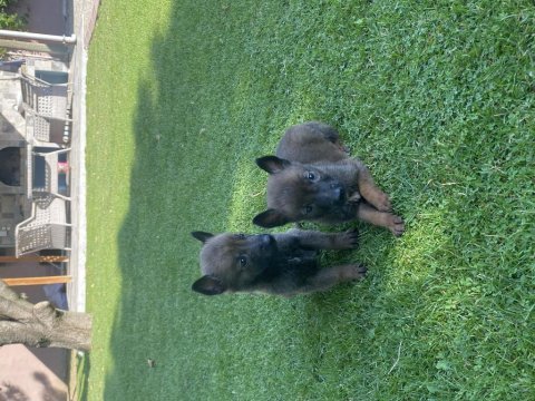 Orijinal malinois yavrular maskeli kalite burada