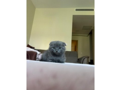 Dişi scottish fold