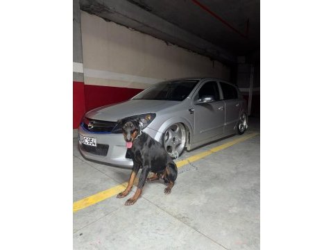1 yaşında dişi doberman