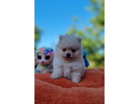 Neşe dolu şecereli tedyface pomeranian yavrularımız