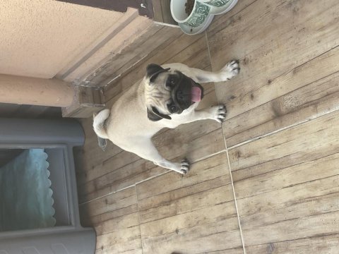 2 aylık orijinal gül kuyruk pug aşıları tamam