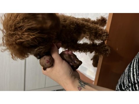 Dünyanın en akıllı ırkı poodle evine gitmeye hazırlar