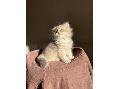 Nadir renk blue golden ay11 british longhair