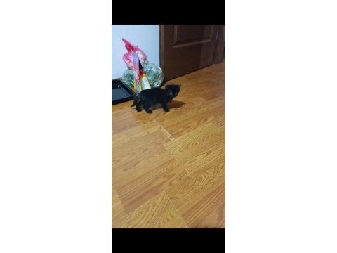 Siyah inci kedimiz