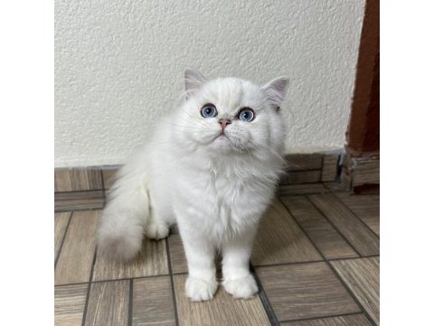 Muhteşem yakışıklı british longhair oğlum