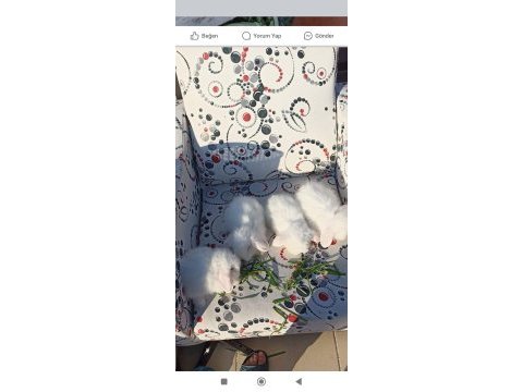 Hollanda teddy lop tavşan yavruları