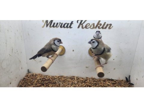 Her türden salmaya alışık finch