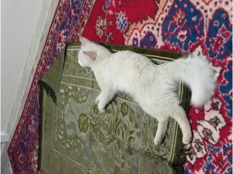 Kedimizi acil sahiplendirme
