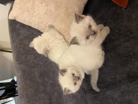 British shorthair blue point