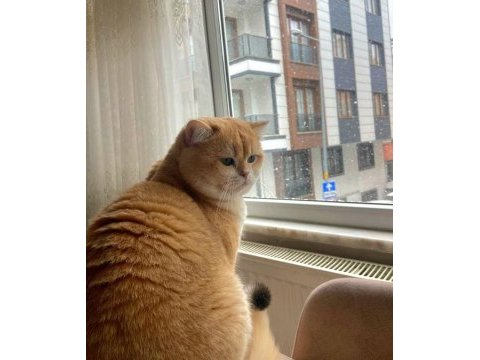 Golden british shorthair son erkek