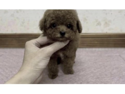 Toy poodle için bize ulaşın