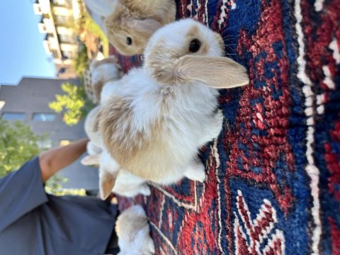 Mini lop tavşan yavruları evcil