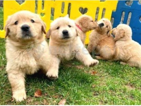 2 aylık oynak golden retriever yavrularım