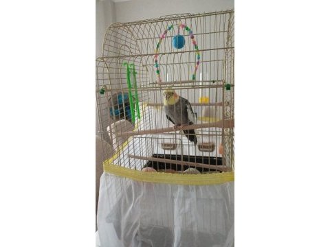 Sultan papağanı erkek 2 yaşında konuşuyor