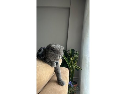 Güzel scottish fold kızıma yuva arıyorum