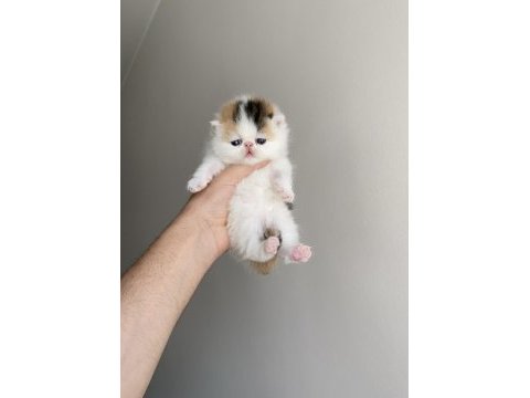Calico safkan exotic shorthair bebek